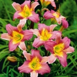 Liljan: čime hraniti u proljeće, ljeto i jesen